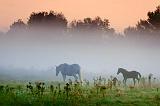 Horses In A Misty Pasture_08406